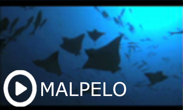 <b>Malpelo (internat. TV-Doku) </b>  <br> <small> // Englische Sprachaufnahme // Sounddesign // Mischung </small>  <br> <small><i> </i></small>